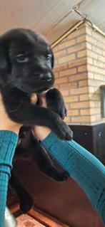 Raszuiver labrador pups ouders ED HD Spondylose vrij, Dieren en Toebehoren, Nederland, 8 tot 15 weken, Labrador retriever, CDV (hondenziekte)