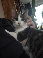 Mooie lapjes kat, Dieren en Toebehoren, Katten en Kittens | Overige Katten, Poes, Kortharig, 0 tot 2 jaar