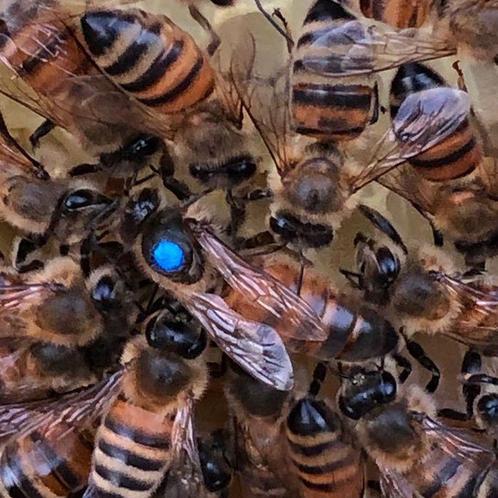 Buckfast F1 koninginnen standbevrucht, Dieren en Toebehoren, Insecten en Spinnen, Bijen