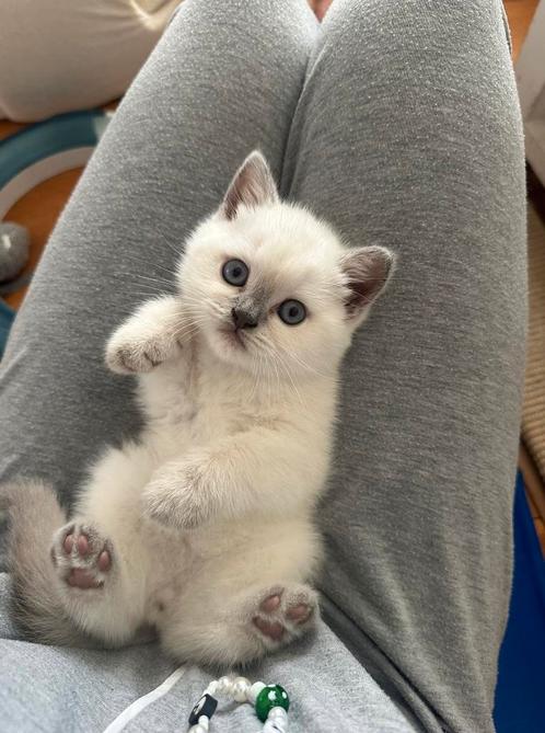 Britse Korthaar Kitten – Lilac Point met Stamboom (NRKV), Dieren en Toebehoren, Katten en Kittens | Raskatten | Korthaar, Kater
