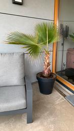 Palmboom  wasingtonia robusta Mexicaanse waaierpalm 170 cm, Ophalen of Verzenden