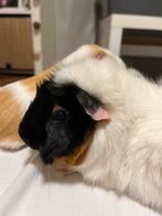 2 cavias vrouwtjes met hok, Dieren en Toebehoren, Knaagdieren, Cavia, Februari, Vrouwelijk, Tam