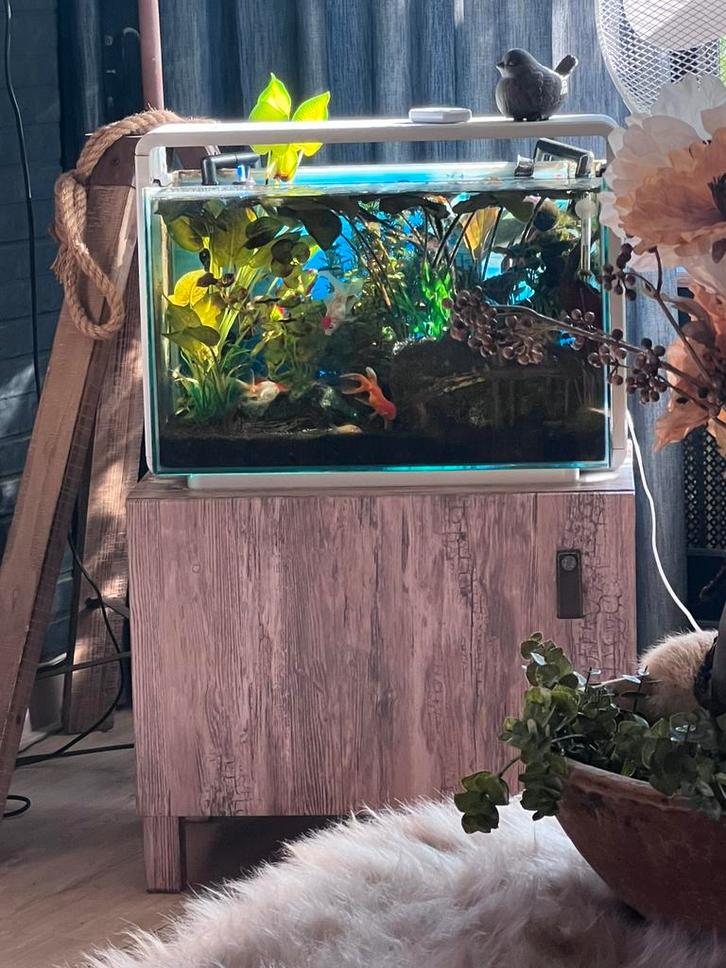 Aquarium (superfish Home 60), Dieren en Toebehoren, Reptielen en Amfibieën | Toebehoren, Zo goed als nieuw, Ophalen of Verzenden