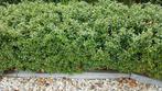 Te koop ilex, Ophalen, Taxus, Haag, Minder dan 100 cm