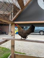 Krielhennen!, Dieren en Toebehoren, Pluimvee, Meerdere dieren, Kip