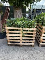 Hedera stunt prijs nu per kist 150 stuks slechts 250,00, Ophalen, Vaste plant, Bloeit niet, Halfschaduw