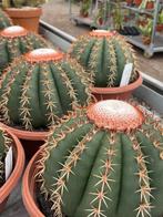 Cactus Melocactus Brevispinus in de 23 cm schaal, Ophalen of Verzenden, Minder dan 100 cm, Bloeiende kamerplant, Volle zon