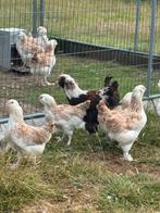 Duitse faverolles haan te koop, Dieren en Toebehoren, Pluimvee, Mannelijk, Kip