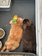 Allerliefste NHD koppel, Dieren en Toebehoren, Konijnen, Meerdere dieren, Dwerg
