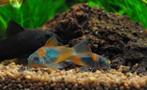 Hobbyaquarium Corydoras Orange Venezuela, Vis, Zoetwatervis, Schoolvis