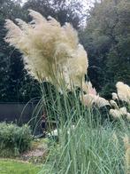 Pampas pluimen, Ophalen of Verzenden, Volle zon, Overige soorten