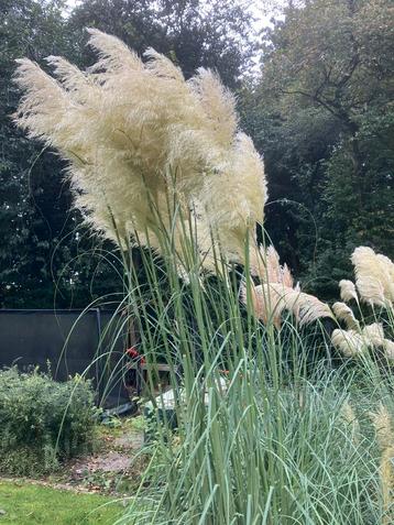 Pampas pluimen beschikbaar voor biedingen