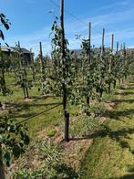 Pruimenboom Opal, Reine Victoria, Jubileum hoogstam laagstam, Ophalen, Lente, Volle zon, In pot