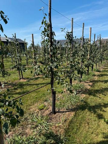 Pruimenboom Opal, Reine Victoria, Jubileum hoogstam laagstam beschikbaar voor biedingen