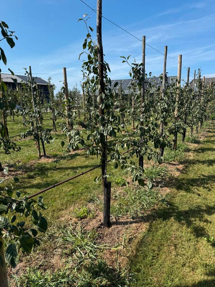 Pruimenboom Opal, Reine Victoria, Jubileum hoogstam laagstam, Tuin en Terras, Planten | Fruitbomen, Pruimenboom, 100 tot 250 cm