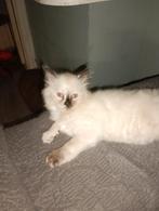 Mooi poesje Ragdoll te koop., Dieren en Toebehoren, Poes, Ontwormd, 0 tot 2 jaar