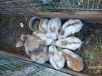 Baby konijnen, Dieren en Toebehoren, Konijnen