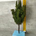 modeltreinen Ho - Scenery Populier hoogte +/ - 22 cm, Hobby en Vrije tijd, Modeltreinen | H0, Gelijkstroom, Natuur, Nieuw, Ophalen of Verzenden