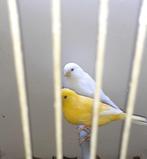 Koppel kanarie, Dieren en Toebehoren, Vogels | Kanaries, Meerdere dieren, Kleurkanarie