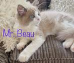 Ragdoll kater met stamboom, Dieren en Toebehoren, Katten en Kittens | Raskatten | Langhaar, Kater, Gechipt, 0 tot 2 jaar