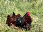 Cochin kriel kippen rood, gesekst en ingeënt, Dieren en Toebehoren, Pluimvee, Vrouwelijk, Kip