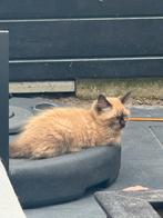 Ragdoll kitten beschikbaar wegens annulering, Dieren en Toebehoren, Katten en Kittens | Raskatten | Langhaar, Poes, Ontwormd, 0 tot 2 jaar