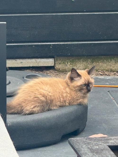 Ragdoll kitten beschikbaar wegens annulering, Dieren en Toebehoren, Katten en Kittens | Raskatten | Langhaar, Poes, 0 tot 2 jaar