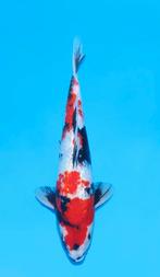 GINRIN SHOWA TOSAI new in stock HEESCHKOI japanse koi, Karper of Koi