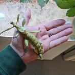 Extatosoma tiaratum eieren mix innisfail, Dieren en Toebehoren, Insecten en Spinnen, Overige soorten