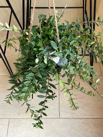 Supermooie grote lipstickplant in leuke hanger beschikbaar voor biedingen