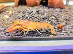 Cherax wagenknechtae red brick, Dieren en Toebehoren, Kreeft, Krab of Garnaal, Zoetwatervis