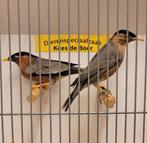 Koppel pagode spreeuwen, Meerdere dieren, Geringd