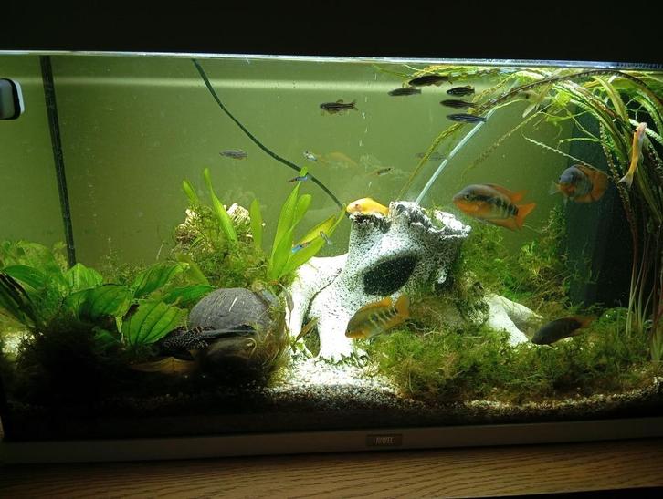 Aquarium vissen, Dieren en Toebehoren, Vissen | Aquariumvissen, Zoetwatervis, Vis