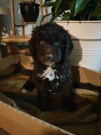 Spaanse waterhond pup 8 maanden., Dieren en Toebehoren, 15 weken tot 1 jaar, Rabiës (hondsdolheid), Eén hond, Nederland
