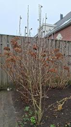Hoge hibiscus Syriacus 'Woodbridge' (Altheastruik), Tuin en Terras, Planten | Tuinplanten, Volle zon, Vaste plant, Zomer, Ophalen