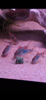 Mooie Aeneus, Bronze corydora jonge, Dieren en Toebehoren, Vis, Zoetwatervis, Schoolvis