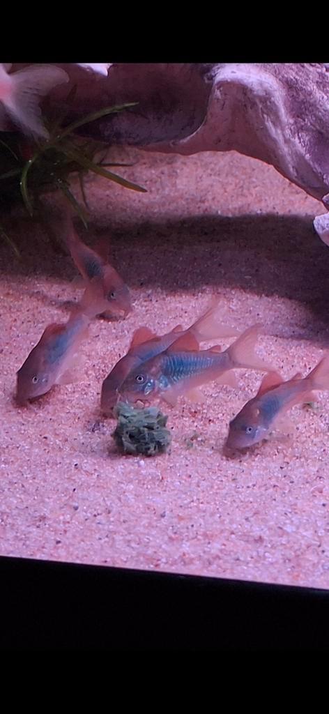 Mooie Aeneus, Bronze corydora jonge, Dieren en Toebehoren, Vissen | Aquariumvissen, Zoetwatervis, Vis, Schoolvis