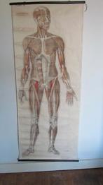 Antieke anatomie schoolplaat van spieren menselijk lichaam, Ophalen, Natuur en Biologie