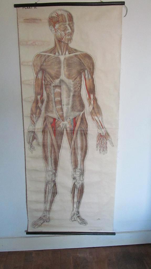 Antieke anatomie schoolplaat van spieren menselijk lichaam, Antiek en Kunst, Antiek | Schoolplaten, Natuur en Biologie, Ophalen of Verzenden