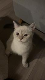British shorthair kitten, Dieren en Toebehoren, Katten en Kittens | Raskatten | Korthaar, Poes, Ontwormd, 0 tot 2 jaar