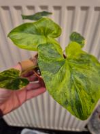 Philodendron Selloum Variegata p8, Huis en Inrichting, Kamerplanten, Ophalen of Verzenden, Halfschaduw, Minder dan 100 cm