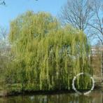 Salix sepulcralis 'Chrysocoma' Gele treurwilg, Overige soorten, Volle zon, Vaste plant, Ophalen of Verzenden