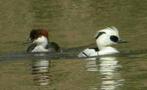 Siereenden, Dieren en Toebehoren, Pluimvee, Meerdere dieren, Eend