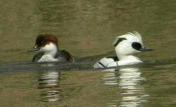 Siereenden  beschikbaar voor biedingen