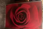 Schilderij De Roos, Ophalen, Zo goed als nieuw, Schilderij, Minder dan 50 cm