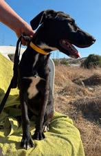 Barbie verblijft in Cyprus, Dieren en Toebehoren, Honden | Niet-rashonden, Particulier, Rabiës (hondsdolheid), 15 weken tot 1 jaar