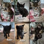Kittens, mogen 22 augustus verhuizen, Dieren en Toebehoren, Katten en Kittens | Overige Katten
