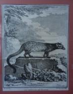 Gravure LA GENETTE DE FRANCE Haussard / Buffon ca 1780 19x15, Antiek en Kunst, Ophalen of Verzenden