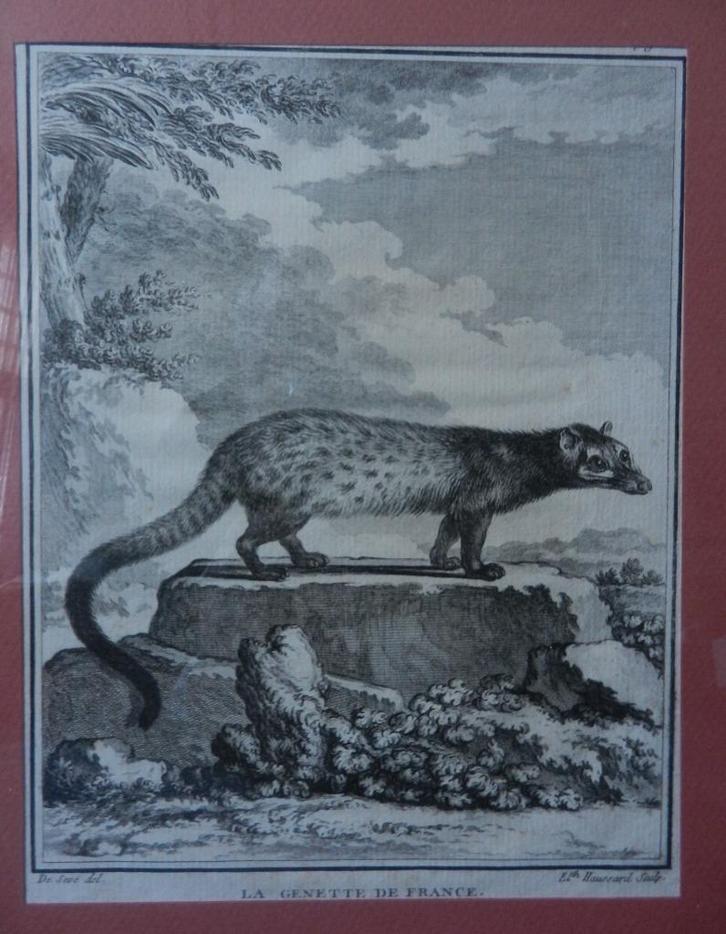 Gravure LA GENETTE DE FRANCE Haussard / Buffon ca 1780 19x15, Antiek en Kunst, Kunst | Etsen en Gravures, Ophalen of Verzenden