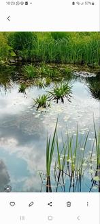 Krabbescheer, Ophalen of Verzenden, Zomer, Volle zon